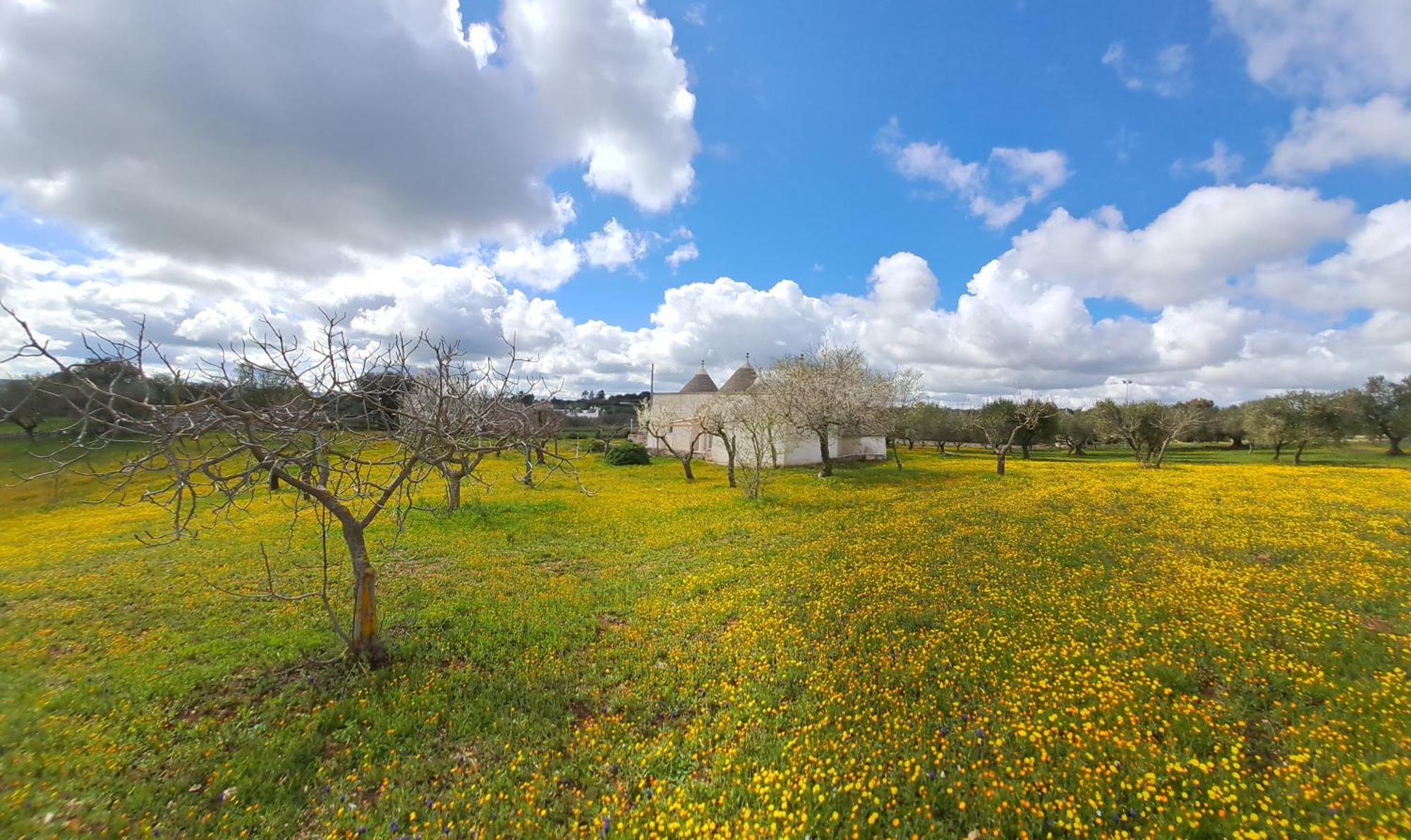 Villa Trulli Carlo Anna Locorotondo Exterior foto